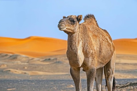 Dromedary camel