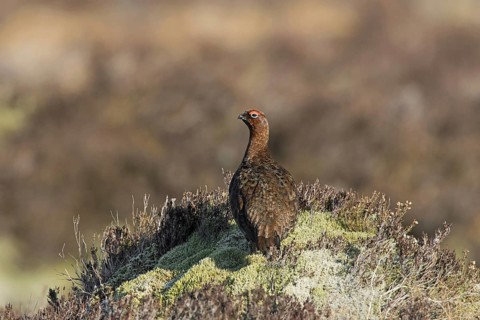 Red grouse