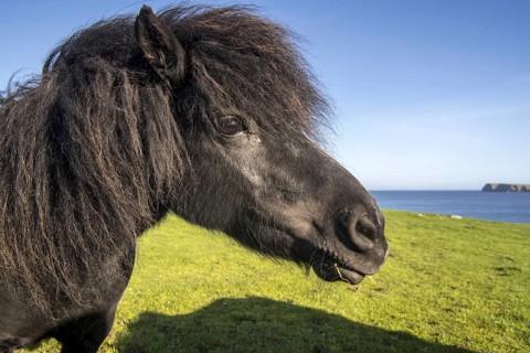 Close up of black Shetland pony in field along the coast on the Shetland Islands