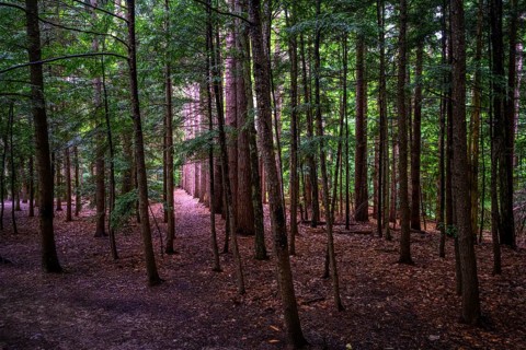 Chestnut Ridge Park Eternal Flame Falls Trail