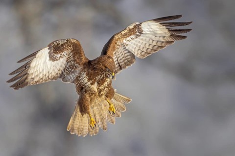 Steppe buzzard