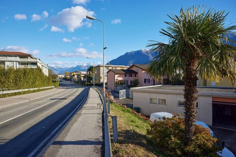 Street through a housing estate with a Chinese hemp palm