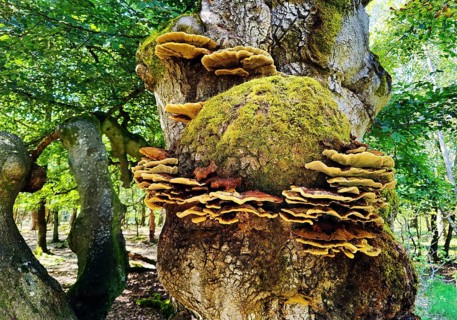 Hutewald Halloh