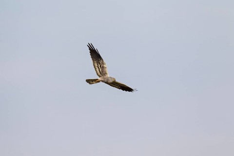 Montagu's harrier