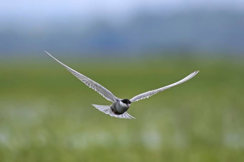 Whiskered tern