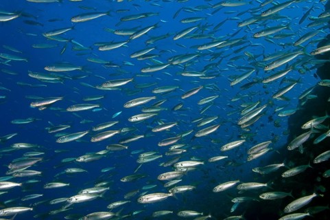 Close-up of sardine shoal Shoal of Atlantic european pilchard