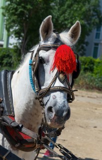 Portrait of a white horse with red tassel and reins on a sunny day