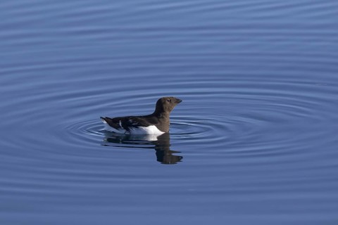 Little auk