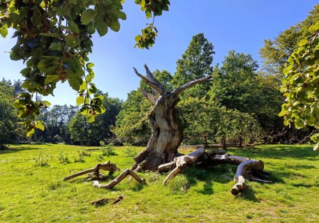 Ancient copper beech