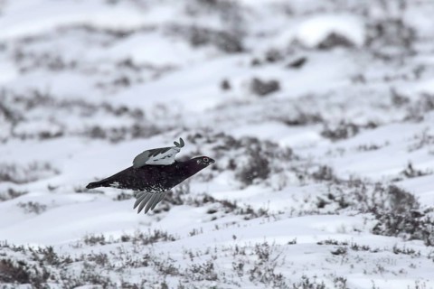 Red grouse