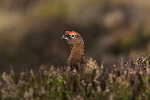 Red grouse