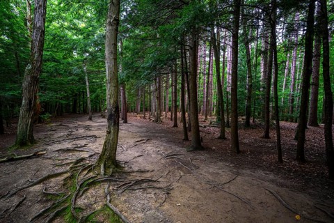 Chestnut Ridge Park Eternal Flame Falls Trail