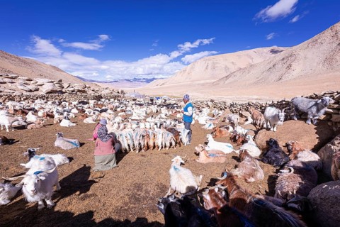 Changpa nomads milking goats