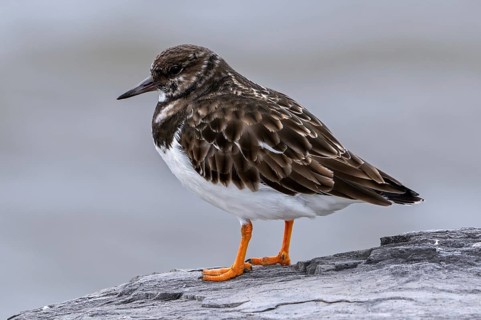 Ruddy turnstone