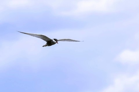 Whiskered tern