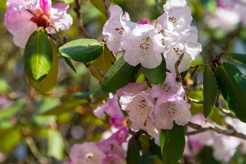 Pastel pink rhododendron