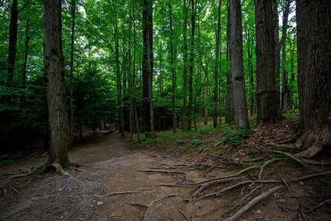 Chestnut Ridge Park Eternal Flame Falls Trail