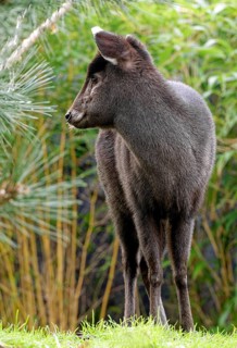 Female crested deer or tufted deer