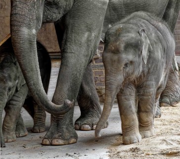 Asian elephant