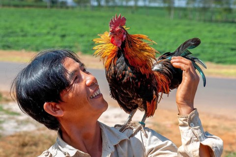 Man with cock on shoulder