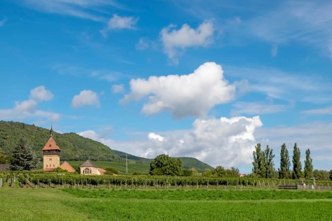 Institute for Grapevine Breeding Geilweilerhof