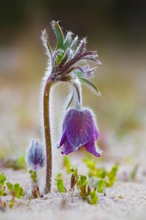 Small pasque flower