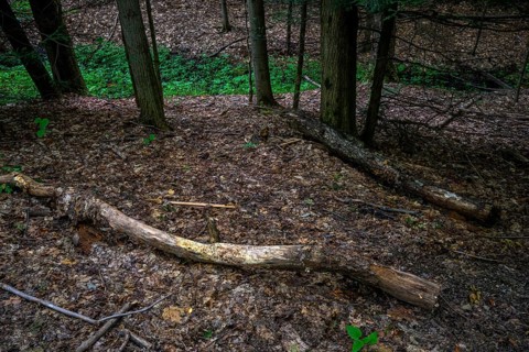 Chestnut Ridge Park Eternal Flame Falls Trail