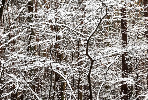Winter landscape