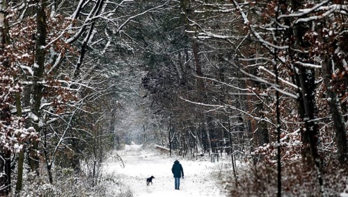 Man with dog running along a path in the snowy Grunewald