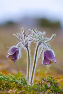 Small pasque flower