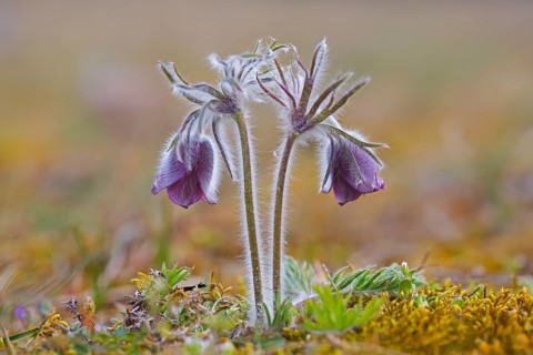 Small pasque flower