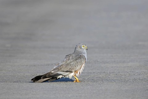 Montagu's harrier