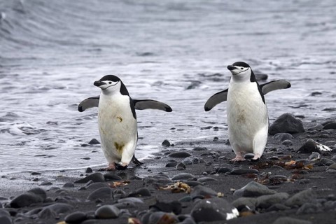 Two Chinstrap penguins