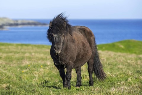 Black Shetland pony in field along the coast on the Shetland Islands
