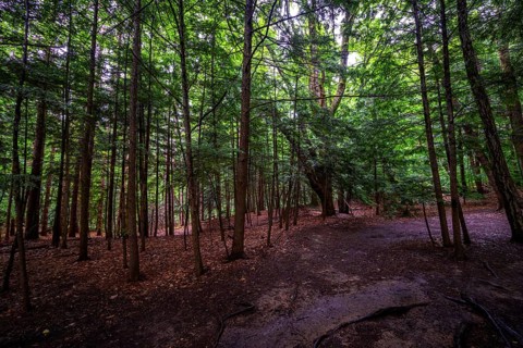 Chestnut Ridge Park Eternal Flame Falls Trail