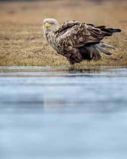 White-tailed eagle