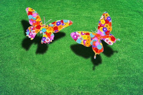 Two butterflies above a green meadow
