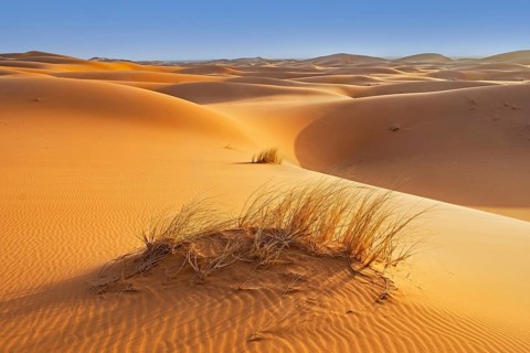 Sparse vegetation like grasses in wind-swept sand dunes of Erg Chebbi in the Sahara Desert near Merzouga