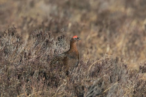 Red grouse