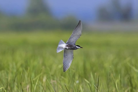 Whiskered tern