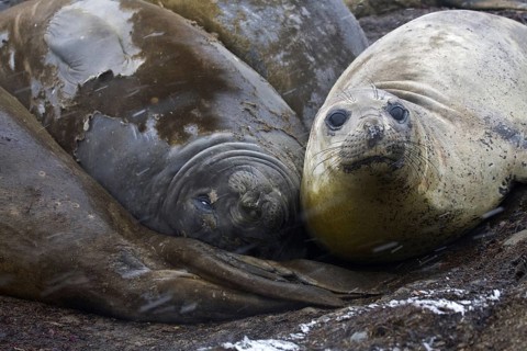 Southern elephant seals