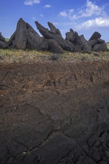 Cross section of moorland showing decayed vegetation