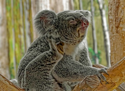 Animal portrait