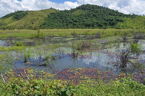 Marshland