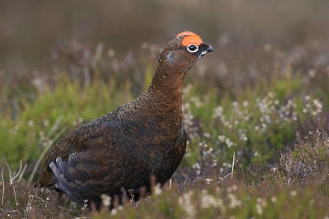 Red grouse