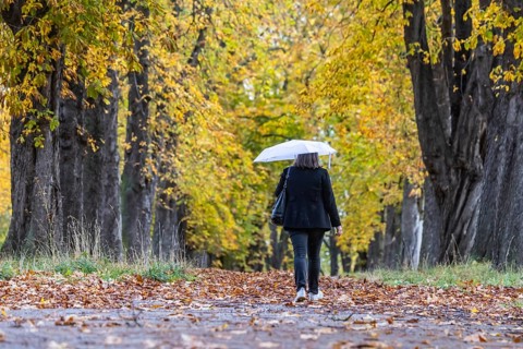 Autumn walk with umbrella in rainy weather