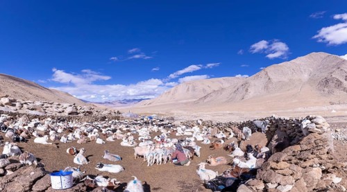 Changpa nomad milking goats
