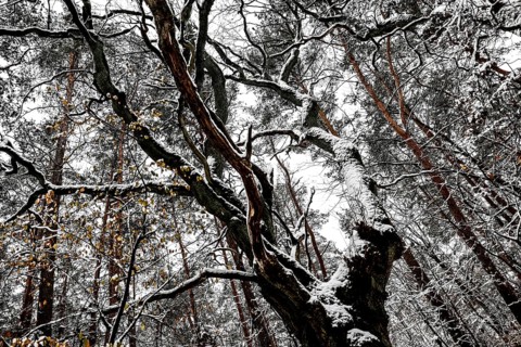 Winter landscape