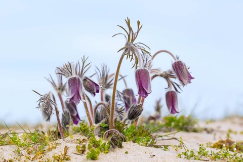Small pasque flower
