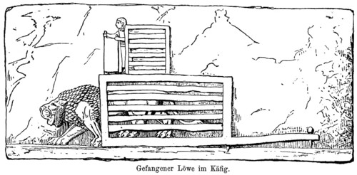 Captive lion in cage